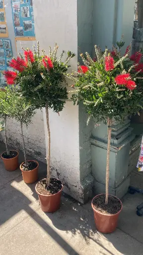 [Outdoor] The Bottle Brush plant (Callistemon)
